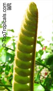 Image result for Tinnea zambesiaca