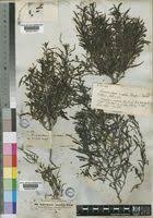 Image result for Anticharis senegalensis