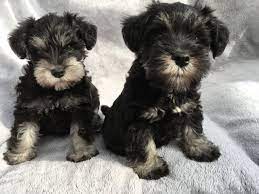 We did not find results for: Beautiful Black Silver Miniature Schnauzer Pups Welwyn Garden City Hertfordshire Pets4homes