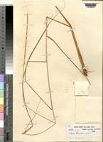 Image result for Urelytrum agropyroides