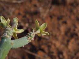 Image result for Cynanchum viminale