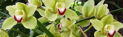 Cymbidium Orchid Portland Nursery
