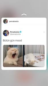 Annemin Sinir Oldugu Mood 2020 Komik Komik Seyler Komik Goruntuler