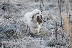 Maybe you would like to learn more about one of these? Breed Profile The Clumber Spaniel