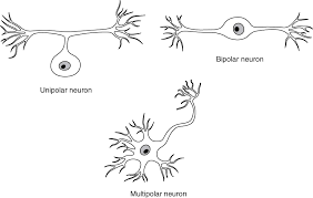 12 2 Nervous Tissue Anatomy And Physiology