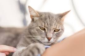 This is a sign that your cat is being extremely attentive, listening to every sound it can. Angry Cat Signs Your Cat Is Secretly Mad At You Reader S Digest