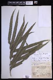 Image result for Amblovenatum