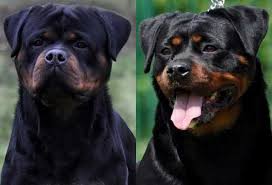 We have female rottweiler puppies for sale & male rottweiler puppies for sale! Giant German Rottweiler Puppies For Sale Washington King Rottweilers
