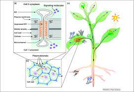 Maybe you would like to learn more about one of these? Plasmodesmata The Battleground Against Intruders Trends In Plant Science