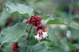 Image result for Hyparrhenia formosa