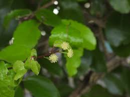 Image result for Flacourtia indica