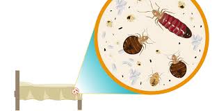 Image result for Bedbug Extermination