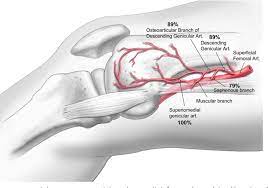 There was no medial meniscus tear. Figure 1 From Free Vascularized Medial Femoral Condyle Autograft For Challenging Upper Extremity Nonunions Semantic Scholar
