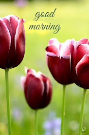 A Wish For The New Day Good Morning Good Morning Morning Quotes Good Morning Flowers