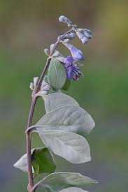 Image result for Vitex patula