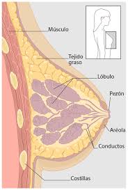 Term of endearment for a young woman. Que Es El Cancer De Mama Cdc