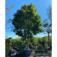 Image result for Fernandoa magnifica