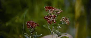 For claims of copyright infringement, please contact the movie db. Blood Flowers Opalpal Wong