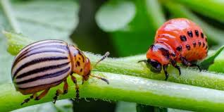 If these pests come in huge numbers, they can defoliate your plants entirely. 6 Ways To Get Rid Of Potato Beetles In Your Garden Naturally
