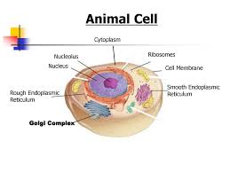 Check spelling or type a new query. Cell Structures And Functions Ppt Download