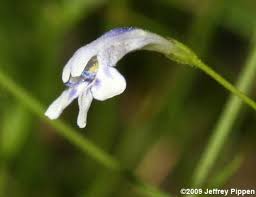 Image result for Linderniaceae