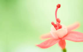 Pin By Eyn Loryss On Nature Windows Wallpaper Hd Flower Wallpaper Flower Wallpaper