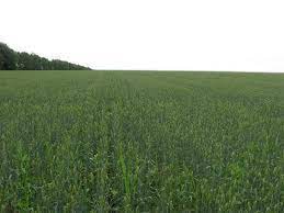 Olx kerala offers free online properties classifieds ads in kerala. Agricultural Land And Farm In Ukraine For Sale