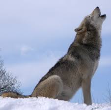 13 084 611 просмотров 13 млн просмотров. Not With A Howl But A Whimper Wolf Calls Mtpr