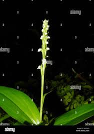 Image result for Antopetitia abyssinica