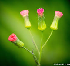 Image result for Emilia transvaalensis