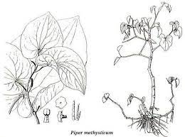 Kava Wholesaler Vanuatu Purchase Plant Drawing Plant Illustration Psychoactive Plants