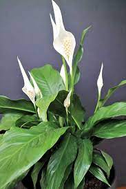 This flower is considered auspicious as lunar new year's gift for. 10 Lucky Plants That Will Bring Good Luck And Wealth To Your Home