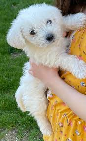 A maltipoo that inherits its hair from the maltese parent will have longer fur, but it will never be able to grow as long and straight as its maltese parent's hair because the maltipoo has a mix of poodle hair. Is It Normal For My 8 Week Old Maltipoo To Shed I M Covered In White Hair After Holding Him Maltipoo