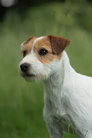 Jack russell terrier puppies are playful, spirited pup is an excellent choice for active families able to give their pets lots of exercise and attention. Parson Russell Terrier Breeds A To Z The Kennel Club