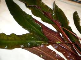 Usteriana cryptocoryne versteegii cryptocoryne vietnamensis cryptocoryne villosa cryptocoryne walkeri diese bilden noch an der mutterpflanze wurzeln und senken sie in den boden. Cryptocoryne Usteriana Var Dark Red Flowgrow