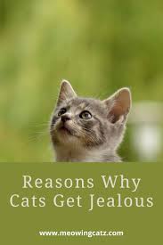 Reasons Why Cats Get Jealous In 2020 Cat Behavior Cat Care Cats