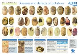 Diseases And Defects Of Potatoes Poster Ahdb Potatoes