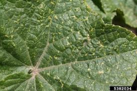 Image result for whitefly in cucumber