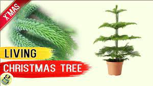 Living Christmas Tree Norfolk Island Pine Tree Living Xmas Tree Care Tips After Holidays Youtube Live Christmas Trees Tree Care Christmas Tree Care