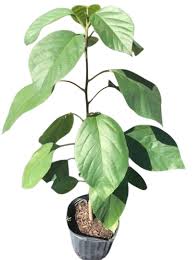 Image result for Geigeria africana