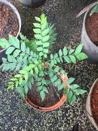 Daun kari malah akan lebih segar sekiranya dipetik dari pokok berbanding dengan daun kari yang dibeli dari pasar. 5 Tip Jika Pokok Kari Yang Ditanam Tak Membesar Tak Banyak Daun Vanilla Kismis