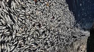 At high concentrations (called a bloom), the organisms may discolor the water. Florida S Red Tide Shows That Climate Change Isn T Just Dangerous It S Ugly Quartz