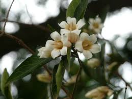 Image result for Rothmannia globosa