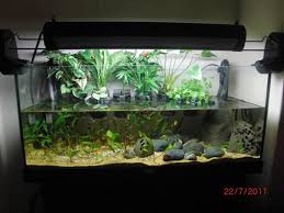 Lukes Riparium Plants Are In At Last Aquaponic Gardening Indoor Plants Aquaponics