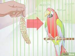 How To Care For A Bird (With Pictures) - Wikihow