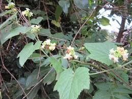 Image result for Zehneria scabra