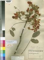 Image result for Senna singueana