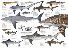 Australian Sharks Poster Magazine Subscriptions Shark Like A Cat Shark Art
