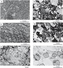 Image result for Otiophora