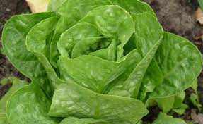 Einfache und gesunde rezepte mit romanasalat. Romanasalat Pflanzen Pflegen Und Ernten Mein Schoner Garten